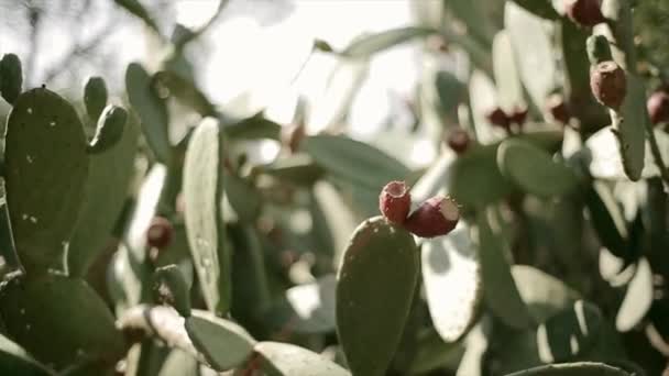 Δες στο πράσινο τροπικό δέντρο με το κόκκινο αγκαθωτό στρογγυλή έμβρυο στις ηλιαχτίδες. Καλοκαιρινή μέρα καθαρός. Φυτά — Αρχείο Βίντεο
