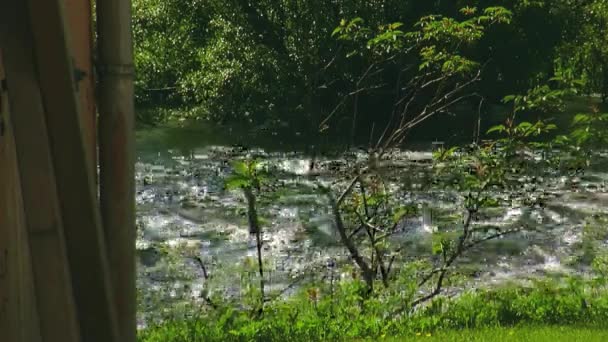 Weergave van struik met groene blad bij snel stromende rivier. Zonnige zomerdag. Niemand. Natuur. Landschap — Stockvideo