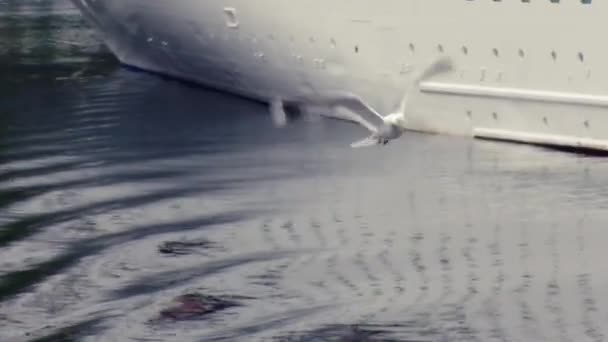 Weergave van witte zeemeeuw vliegen omhoog van oppervlakte o water in haven van groene bergen. Witte cruiseschip — Stockvideo