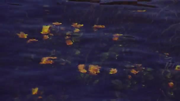 Vista de muchas flores amarillas crecidas ondean bajo el agua clara del río. Día de verano. Naturaleza. Tallos verdes — Vídeos de Stock