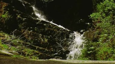 Yeşil orman dere akar. Yaz güneşli gün. Manzara. Doğa. Islak taşlar. Kimse. Splash