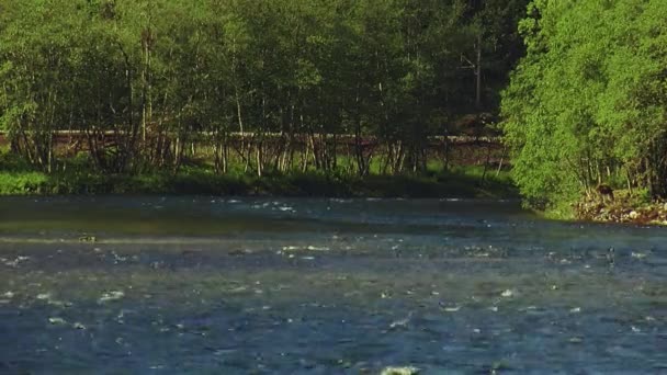 Beskåda av flödande floden i olika riktningar. Solig sommardag. Ingen. Gröna skogen. Ingen — Stockvideo