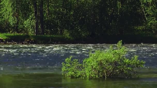 Pemandangan semak hijau di tengah sungai yang mengalir. Musim panas yang cerah. Tak seorangpun. Alam. Lansekap — Stok Video