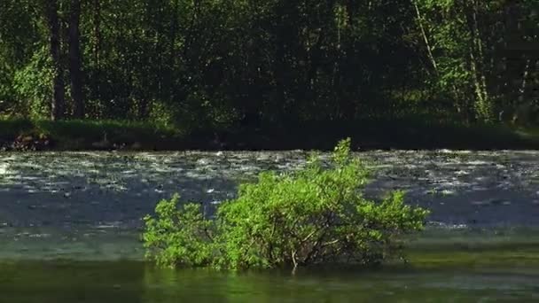 Beskåda av gröna buskar i vatten av strömmande flod. Solig sommardag. Ingen. Natur. Landskap — Stockvideo