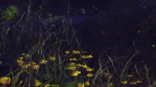 Vue de nombreuses fleurs jaunes ondulent sous l'eau claire de la rivière. Jour d'été. La nature. Tiges vertes — Video