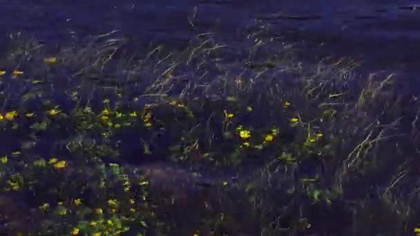 Visa av vuxit gula blommor våg under öppet vatten i floden. Sommardag. Natur. Gröna stjälkar — Stockvideo