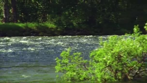 Vue de l'arbuste vert dans l'eau de la rivière coulante. Journée ensoleillée d'été. Personne. La nature. Paysage. Arbres 