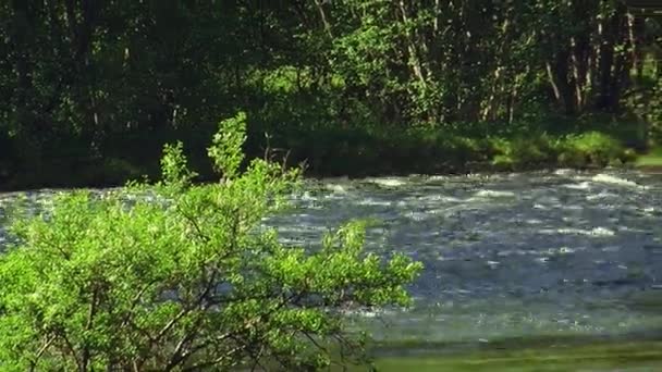 Visa gröna buskar i vatten flyter floden i skogen. Solig sommardag. Ingen. Natur. Landskap — Stockvideo