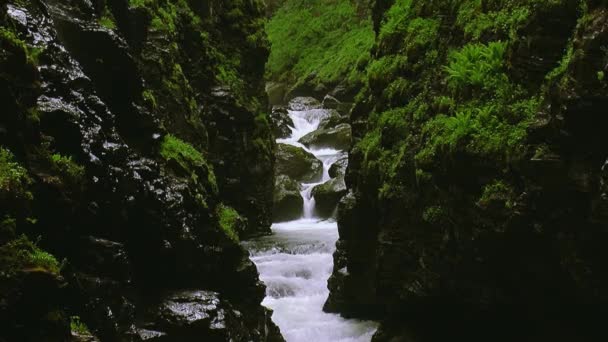 Bach fließt zwischen zwei Bergen mit viel Grün bedeckt. Sommertag. Landschaft. Natur. Platsch — Stockvideo