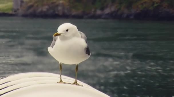 View of white seagull stay on ship in mountains with green forest. Summer day. Sea bird. Nature — Stock Video