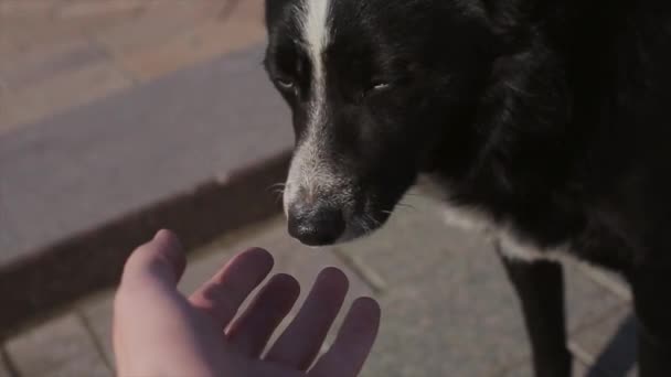 Homem mão tocar grande cão preto e branco na rua. Dia ensolarado. Sombras frias. Animais — Vídeo de Stock