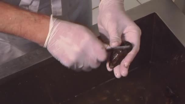 Cucinare in guanti di macchia bagnata cozze nel lavandino con acqua ... Lavandino cucina ristorante