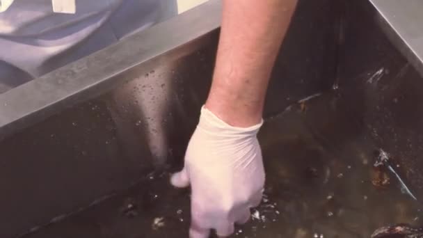 Koken in handschoenen rauwe mosselen in de spoelbak met water door mes, borstel schoonmaken. De keuken van het restaurant. Proces — Stockvideo