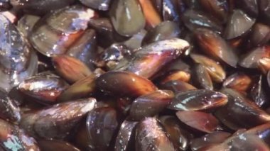 Kevgir içinde yıkanmış temizlenmiş cilalı midye görünümünü. Lokanta mutfağı. Yemek pişirmek için hazırlanıyor