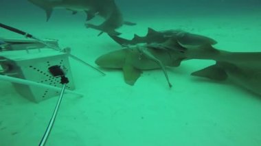 Dalgıçlar köpekbalıkları çekiç balık suyun altında ateş. Okyanus yaban hayatı. Derinlik. Aşırı hobi