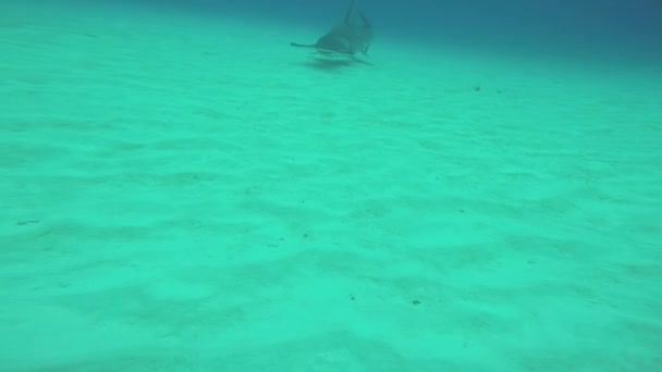 Hammer drijvende onderwater vis. Oceaan wildlife. Diepte. Bovendien gevaarlijk zijn. Duiken — Stockvideo