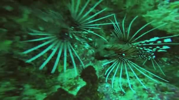 Beautiful underwater fish floating at reefs — Stock Video