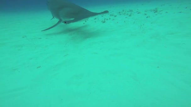 大きなハンマー水中泳いでいる魚。海の野生動物。ふかい。ダイビング。極端な — ストック動画