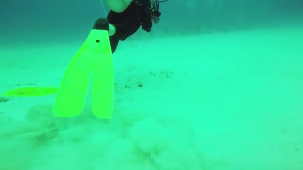 Buceador flotando para agrupar bajo el agua. Vida silvestre oceánica. Profundidad. Inmerso. Buceo — Vídeos de Stock