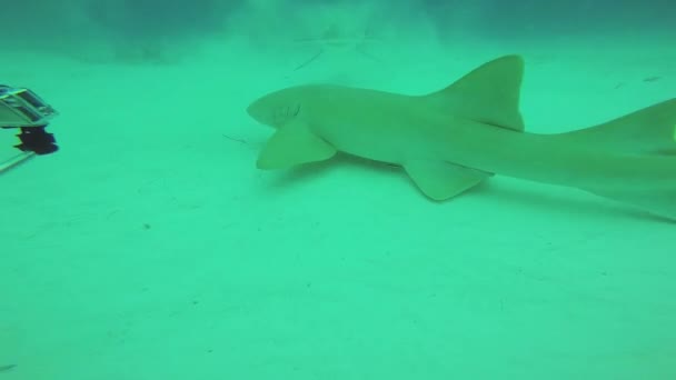 Los buzos disparan tiburones, martillan peces bajo el agua. Vida silvestre oceánica. Profundidad. Peligroso. — Vídeos de Stock