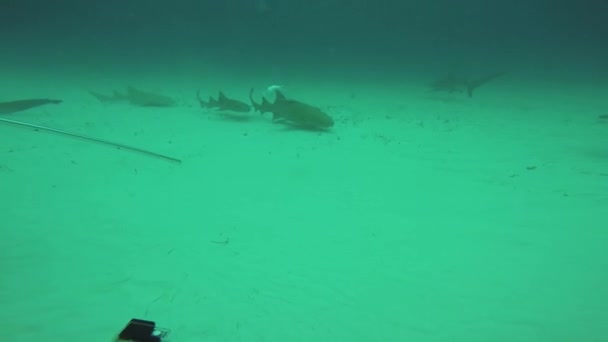 Plongeurs nageant avec des requins, marteau poissons sous l'eau. La faune marine. Profondeur . — Video