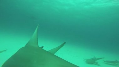 Dalgıçlar ile Yüzme, sualtı balık çekiç. Okyanus yaban hayatı. Derinlik. Aşırı