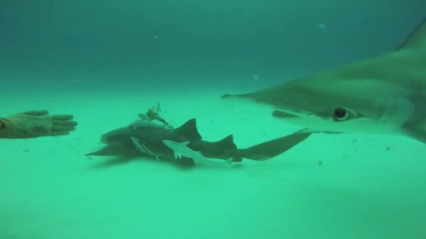 Divers pływać z płynnym młot ryb pod wodą. Dzikość ocean. Nurkowania. Rekiny — Wideo stockowe