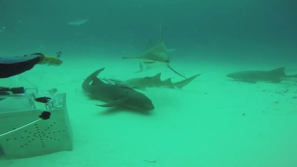 Buceadores alimentando peces martillo flotante bajo el agua. Vida silvestre oceánica. Sumérgete. Buceo — Vídeos de Stock