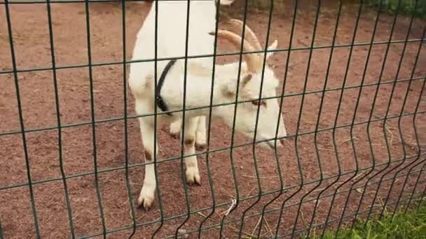 Vista di capra bianca e pecore nella voliera dietro la recinzione verde. Zoo. Giornata estiva — Video Stock