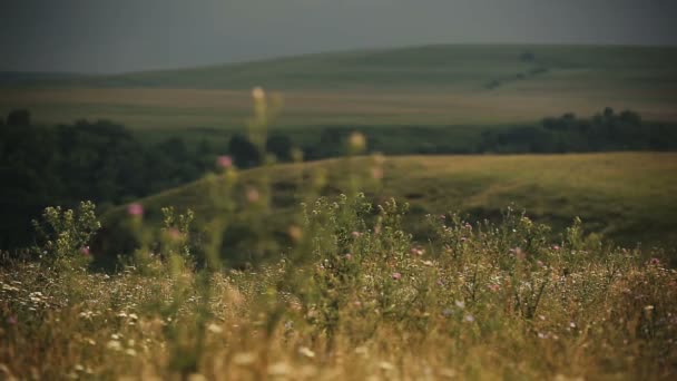 Панорама літнього поля в горах, покритих зеленню. Пейзаж. Рослини — стокове відео