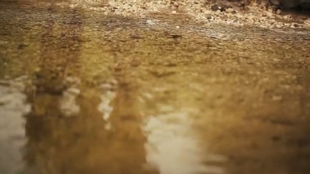 Horse walk through stream in mountains. Rocks. Nature. — Stock Video