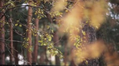 Sarı yaprak görünümünü Park sonbahar ağaçlarının dalları üzerinde. Sakince Rüzgar sallıyor
