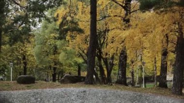 Ağaçlar sonbahar Park. Sarı, yeşil, altın varak. Sahne. Sakince Rüzgar dalgası.