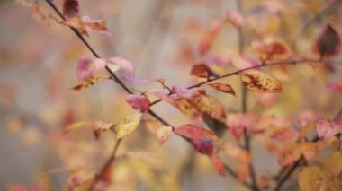 Kırmızı, turuncu yaprak sonbahar Park ağacının dalını görüntüleyin. Sakince Rüzgar sallıyor.