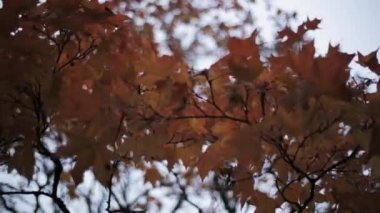 Renkli sarı, kırmızı akçaağaç yaprağı sonbahar Park ağacının dalını görüntüleyin. Doğa.