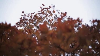 Renkli parlak sarı, kırmızı akçaağaç yaprağı sonbahar Park ağacının dalını. Doğa.