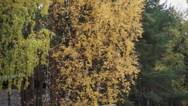 Vista del árbol con hoja amarilla en el día de otoño. Saludando tranquilamente del viento. Naturaleza — Vídeos de Stock