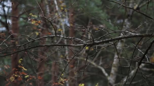 Voir moineau assis sur la branche d'arbre sans feuille le jour d'automne dans le parc. Nature 