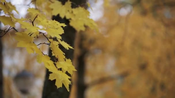 View yellow maple leaf on branch of tree in autumn park. Calmly waving on wind — Stock Video