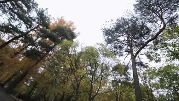 Árboles en el parque de otoño. Amarillo, verde, pan de oro. Escenario. Fuente que no funciona . — Vídeo de stock