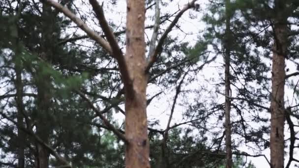 Petit écureuil gris sautant du pin vert au pin dans le parc. La nature. Arbres .
