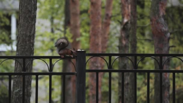 Λίγο σκίουρος κάθεται στο μαύρο φράχτη στο καταπράσινο πάρκο. Φύση. Δέντρα. Τρωκτικό. — Αρχείο Βίντεο