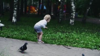 Şortluk küçük çocuk güvercinlere ayçiçeği tohumu atar. Yaz parkı. Çocukluk