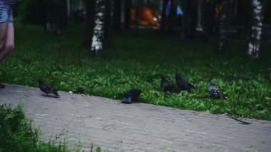 Şortküçük çocuk güvercin beslemek için ayçiçeği tohumu atar. Yaz parkı. Mutluluk