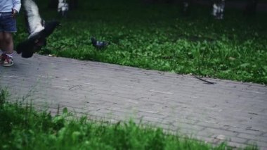 Ayçiçeği tohumuyla güvercinleri besleyen mutlu küçük çocuklu bir anne. Yaz parkı.