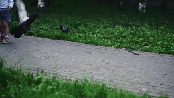 Mère avec un petit garçon heureux nourrissant les colombes avec des graines de tournesol. Parc d'été . — Video