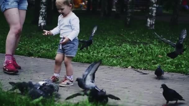 Niño rubio alimentando palomas con semillas de girasol en el parque de verano. Infancia — Vídeos de Stock
