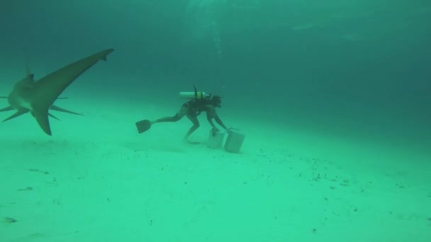 サメに囲まれた底に容器のダイバー。水中。攻撃。危険 — ストック動画