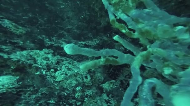 Diver shoot coral reef underwater. Beautiful ocean wildlife. Fish. Deepness — Stock Video