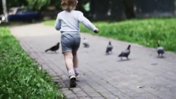 Un niño corriendo por palomas en el parque de verano. Zona de juegos. Caminando. Infancia — Vídeos de Stock